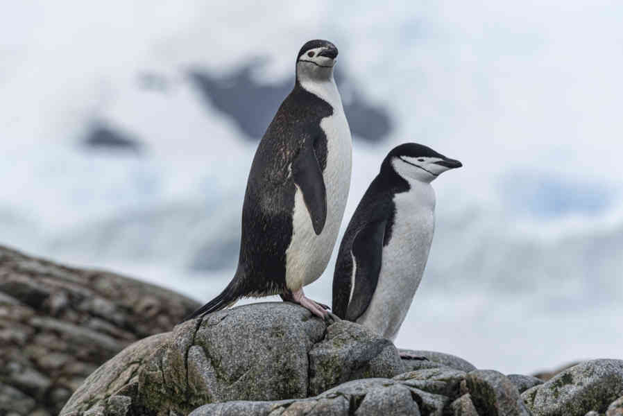 Pingüino Chinstrap - Antártida 12.jpg